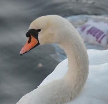 Morning Mug: “I’ve Developed Into Quite A Swan. I’m One Of Those People That Will Probably Look Better And Better As I Get Older Until I Drop Dead Of Beauty.” — Rufus Wainwright