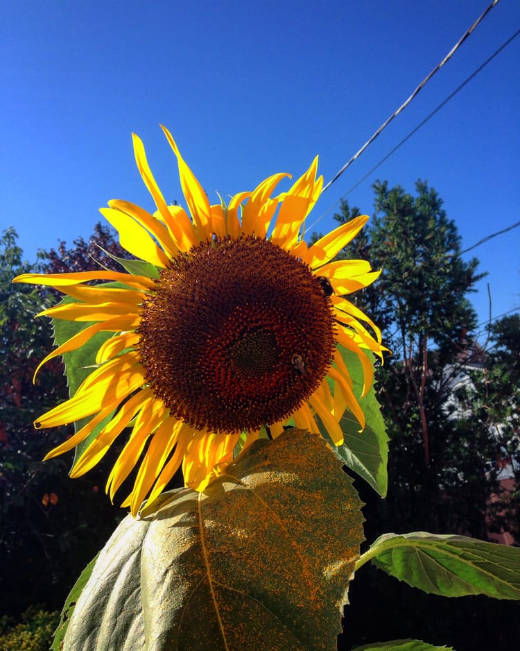 Morning Mug: “Life Is The Flower For Which Love Is The Honey.” — Victor Hugo