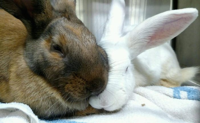 Adoptable Animal(s) Of The Week: Jane And Elizabeth The Bunnies