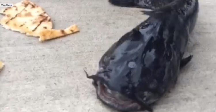 Catch Of The Day In Gowanus Canal: Man Claims He Hooked Three-Eyed Fish