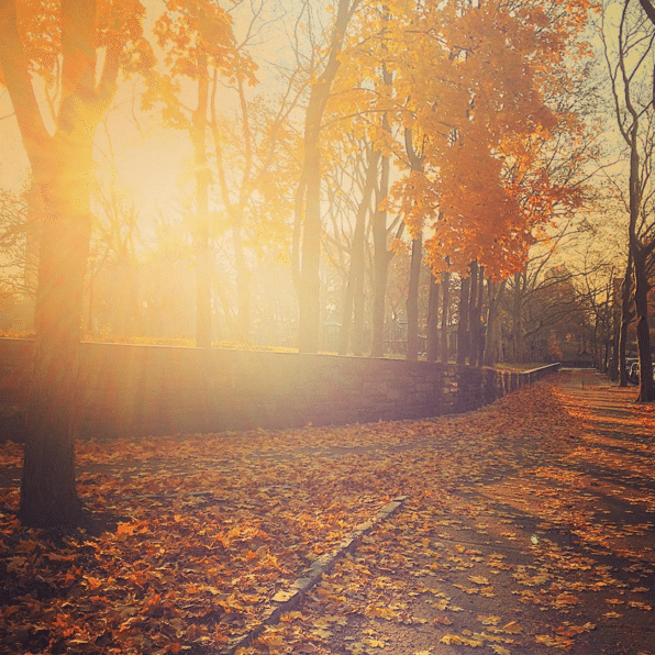 Photo Finish: Golden Sunshine And Leaves In Fort Greene Park