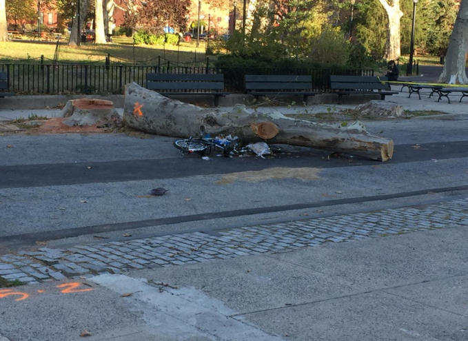 Following Death Of Bicyclist, Treyger Plans Overhaul Of City’s Tree Removal Program