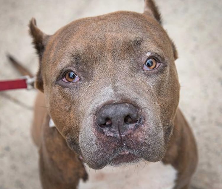 Adoptable Animal Of The Week: Big Pun The Dog