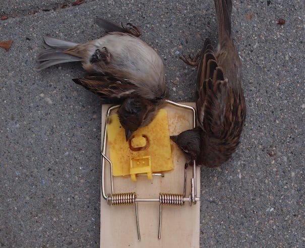 Brooklynites Beware: Rat Poison And Rat Traps Are Making Pets, Birds, And Even People Sick