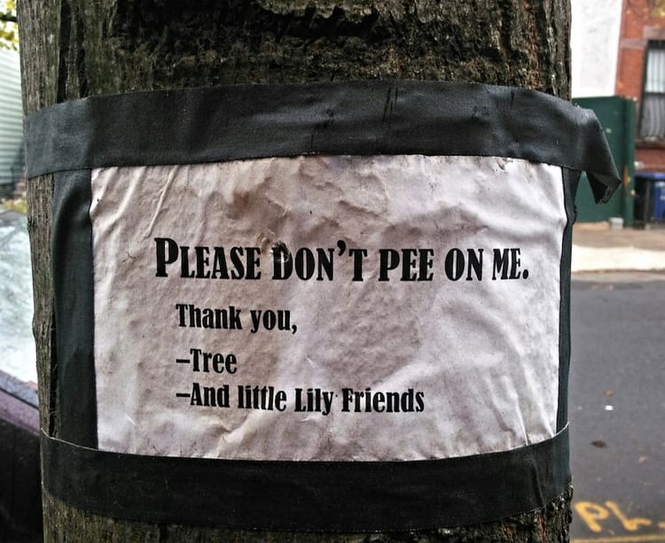 Photo Of The Day: Tree See Pee Oh! (Ode To Star Wars)