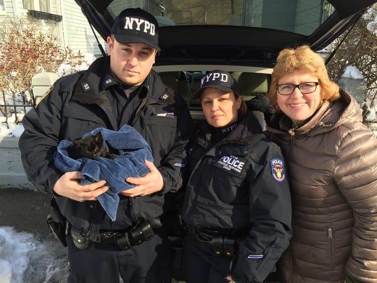 Adorable Black Kitten Causes Traffic Jam In Windsor Terrace