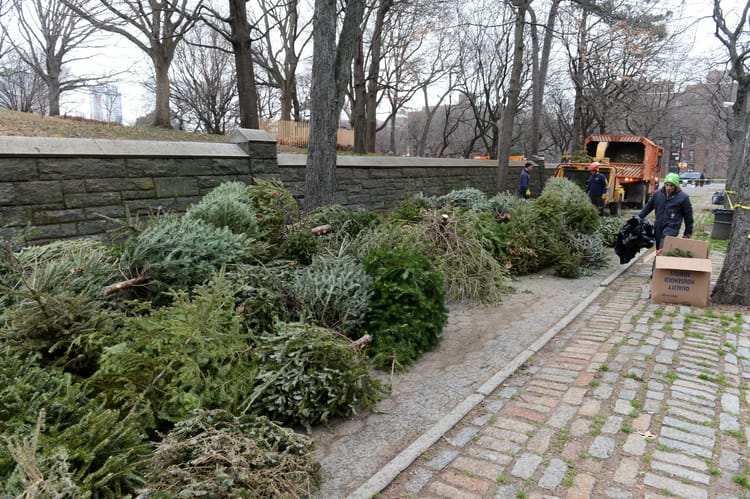  “Naked” Trees Only! + Mulchfest