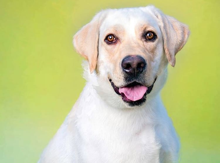 Adoptable Animal Of The Week: Baxter The Dog