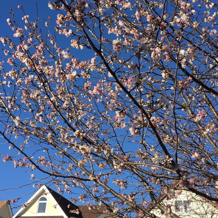 Photo Of The Day: More Winter Cherry Blossoms