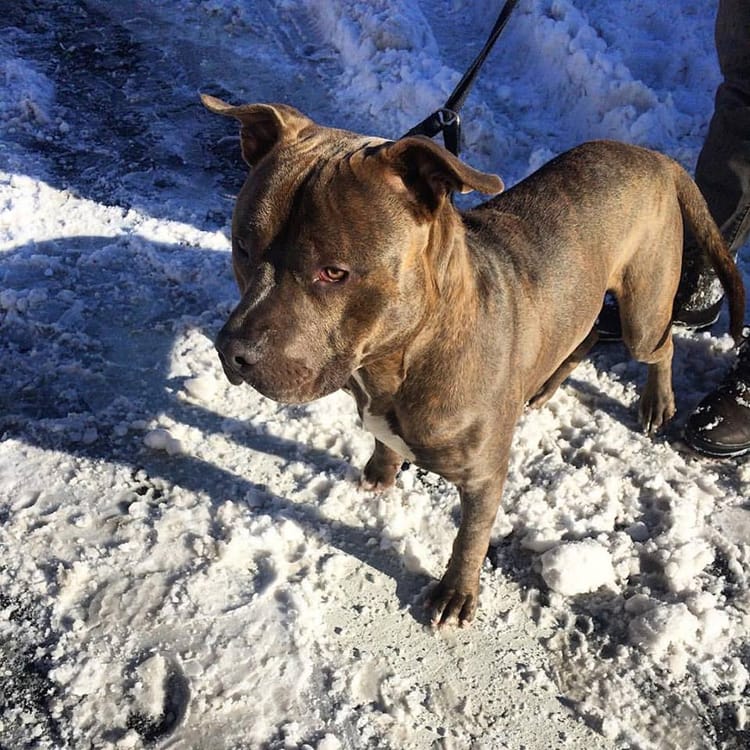 Lost Dog Found In Snow Near Fulton Street And St. James Place