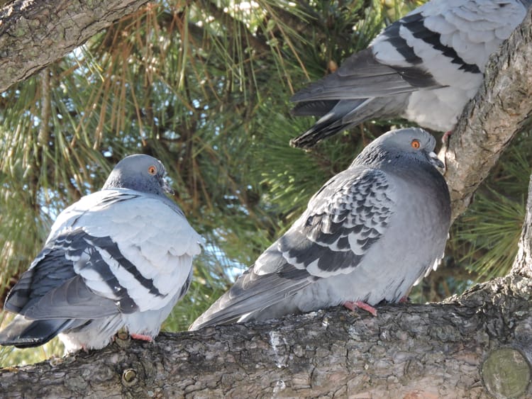 In Defense Of Pigeons: Our Wildlife Expert Daniel Frazer Weighs In