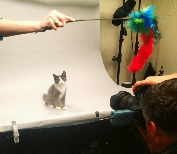 Local Cats Hit The National Stage During The Superbowl Kitten Half-Time Show