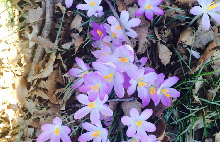 See The First Signs Of Spring At The Brooklyn Botanic Garden