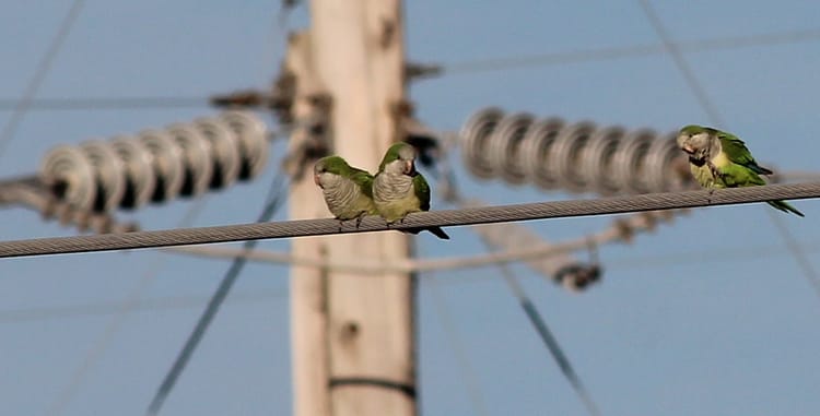 BEWARE: Colorful Monk Parakeets Could Cause The Next Blackout On Your Block