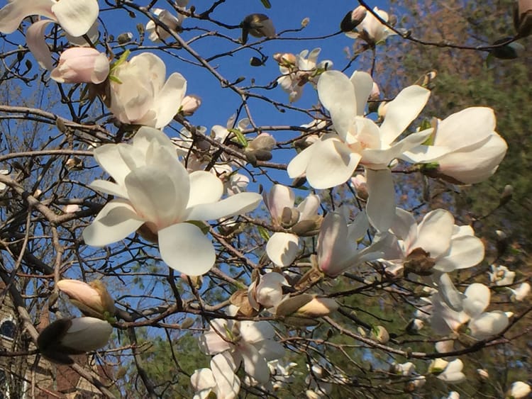 In Bloom This Week: Magnolias, Forsythias, Cherry Trees, And More