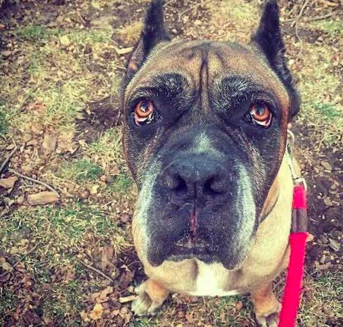 Adoptable Animal Of The Week: Billy The Dog