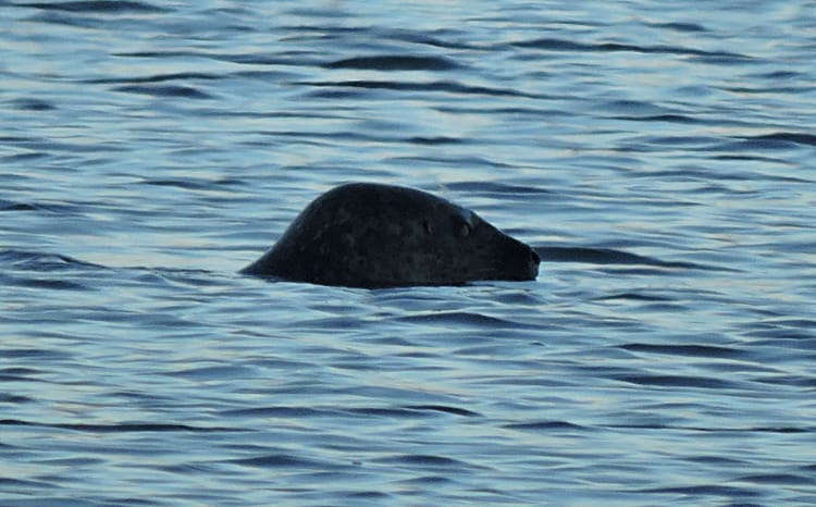 The Sea Mammals Of Gravesend Bay