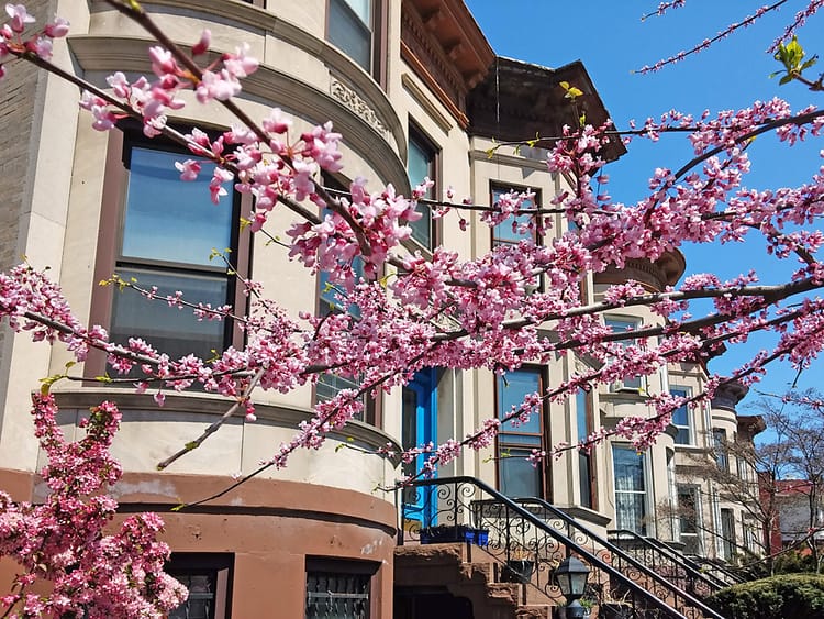 Photo Of The Day: The Cherry Blossoms Are Back!