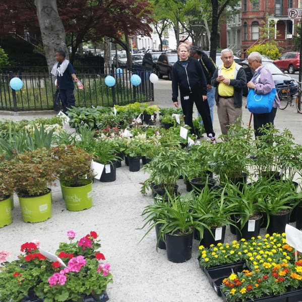 Where To Go To Make Your Garden Grow: Your Guide To Brooklyn Plant Shopping