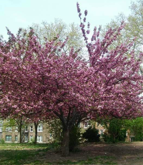 Morning Mug: The Air Is Filled With Blossoms And Color