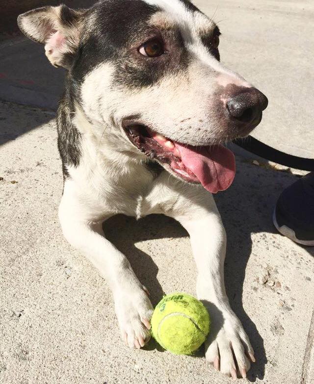 Adoptable Animal Of The Week: Meet Huckleberry