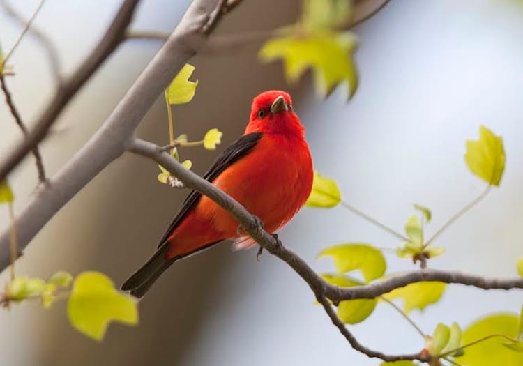 It’s Migration Season — These Beautiful Birds Are In Our Area