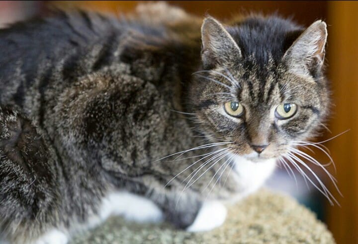 Adoptable Animal Of The Week: Spike The Cat