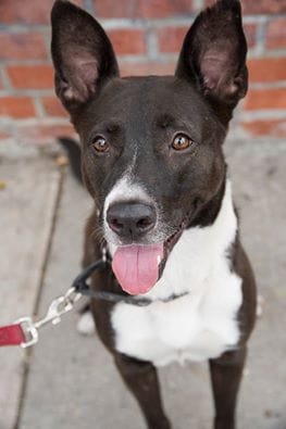 Adoptable Animal Of The Week: Take A Chance On White Sox