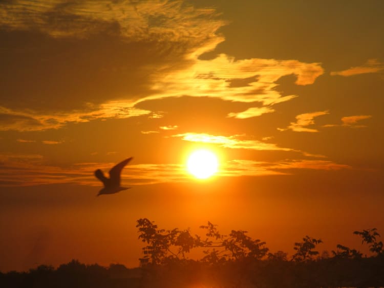 Morning Mug: “Hold Fast To Dreams, For If Dreams Die, Life Is A Broken-Winged Bird That Cannot Fly.” — Langston Hughes