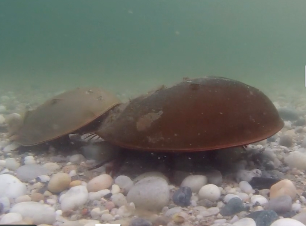 Last Chance To See Horseshoes Spawning On Calvert Vaux Beach Is July 4 [Video]