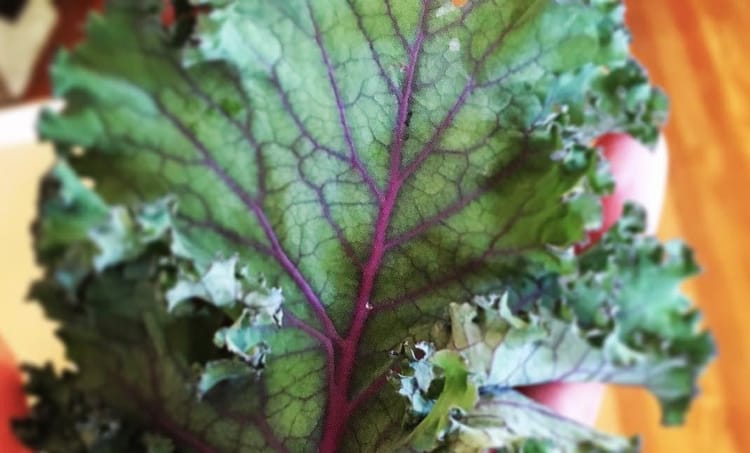 Greenmarket Recipe Of The Week: Tuscan Kale Caesar Salad