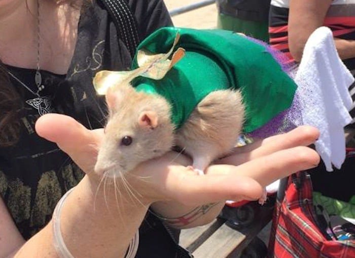 Things To Do In Southern Brooklyn: Pet Costume Contest, 86th Street Festival, Canoeing