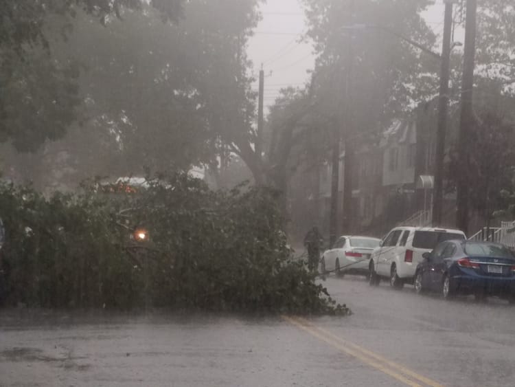 Trees Down, Power Outages Reported In Southern Brooklyn During Flash Flood [Photos]