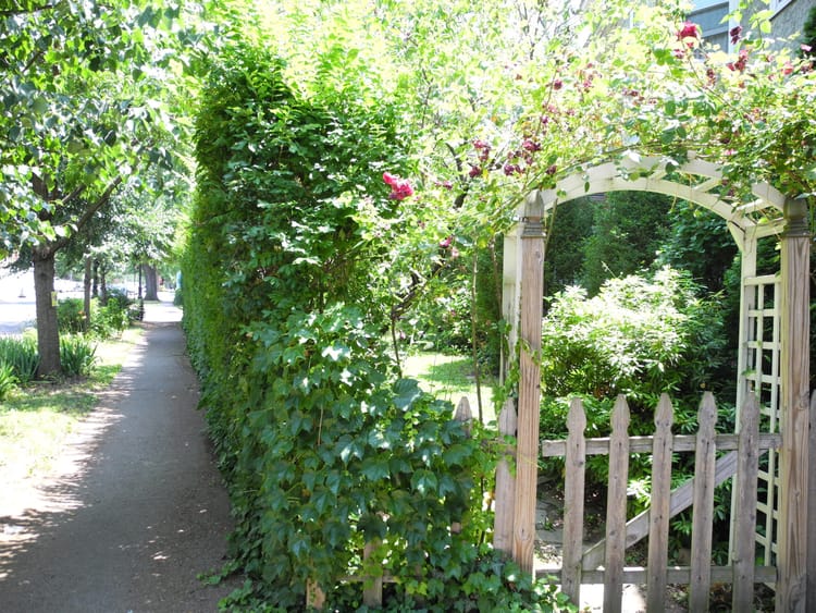 Meet Your Neighbors And Their Buzzing Garden Oasis