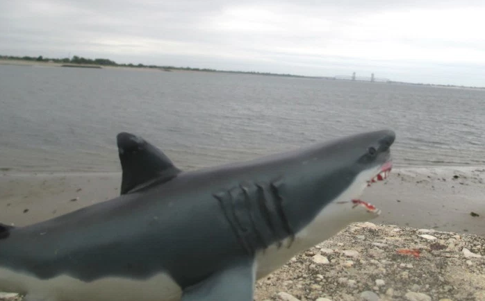 Coney Island Beach Closed After Shark Sighting