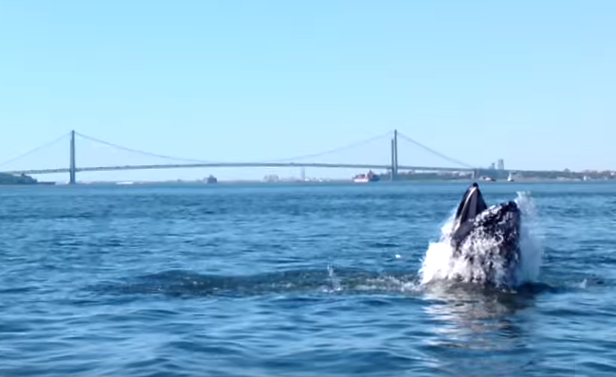 Watch Breathtaking Video Of Humpback Whale Near Verrazano Bridge