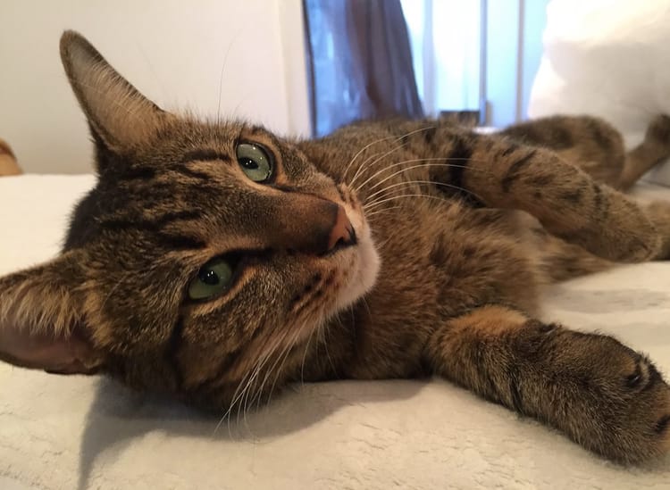 Help Find ‘Brooklyn The Cat’, Who Has Been Missing For Two Weeks