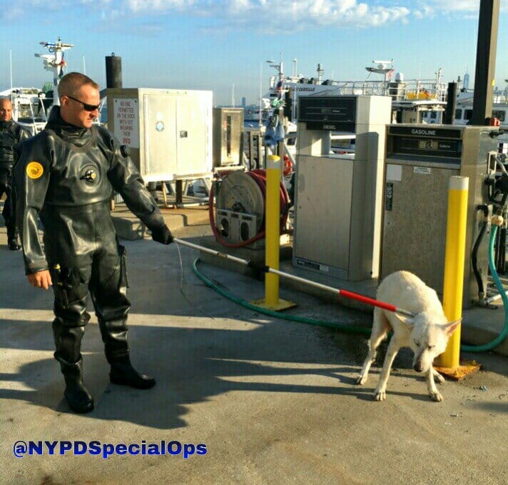 NYPD Scuba Divers Rescue Lost Pup From Gravesend Bay [Photos]