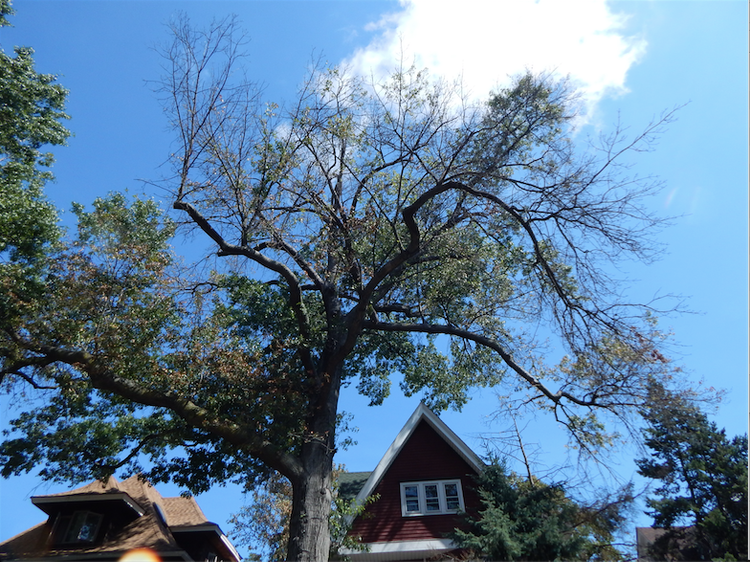 Tell Us About Dangerously Hanging Tree Limbs In Our Area