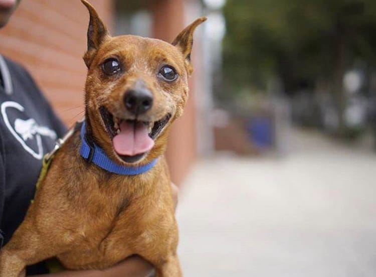 Adoptable Animal Of The Week: Jigsaw The Dog