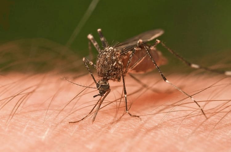 NYC’s First 2016 Case Of West Nile Virus Reported In Brooklyn