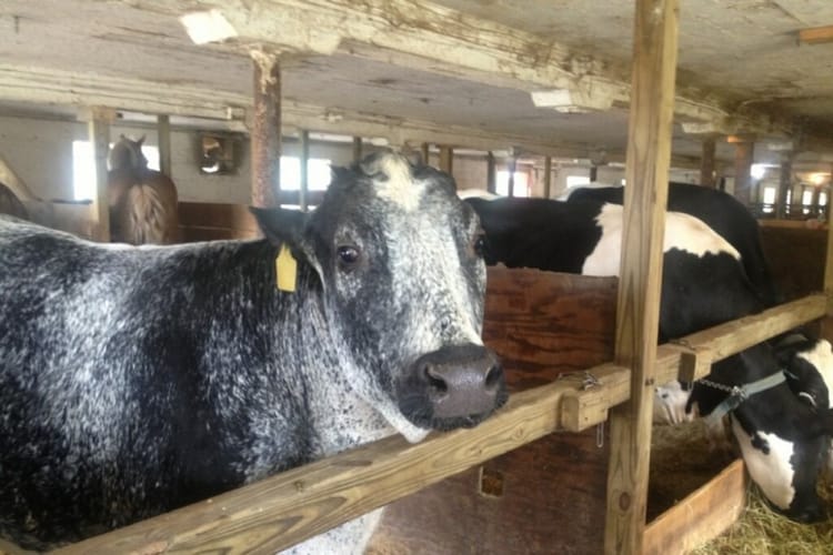 Owner Of Former Mary’s Bar Holds Fundraiser To Save A Beloved 2,000 Pound Bull