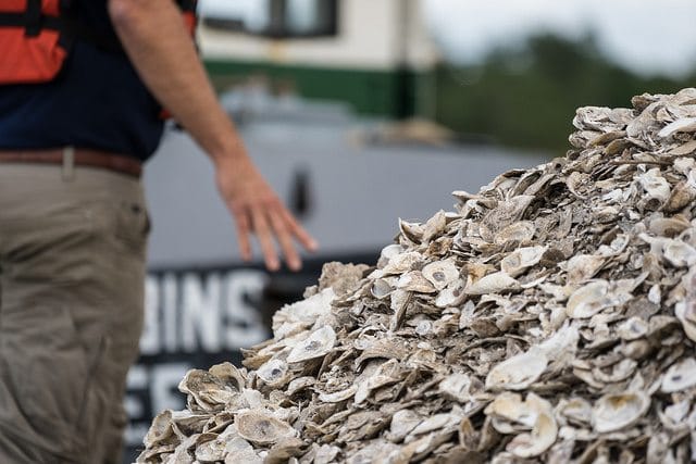 Jamaica Bay Getting Cleaner And Fresher — The All Natural Way