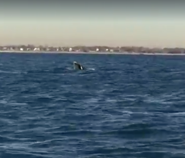 It’s Almost Friday! Here’s A Fun Video Of A Whale In Plumb Beach