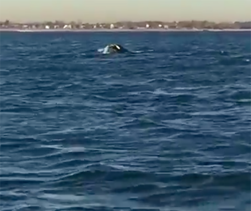 It’s Almost Friday! Here’s A Fun Video Of A Whale In Plumb Beach