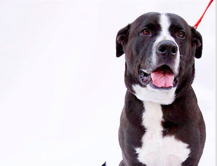 Adoptable Animal Of The Week: Moose The Dog