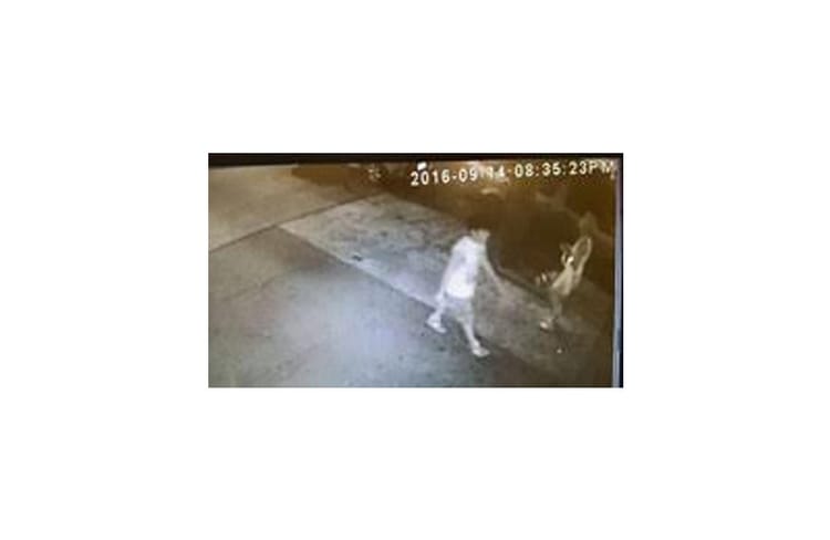 Teenage Stranger Grabbed Woman’s Butt On 82nd Street And Ran