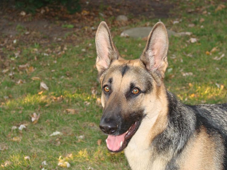 German Shepherd Forced To Endure Cold In 79th Street Backyard For Months, Neighbor Says