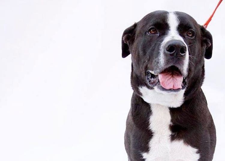 Adoptable Animal Of The Week: Moose The Dog