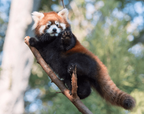 The Down-Low: Cutest Zoo Animal Battle and Other Stories You Shouldn’t Miss